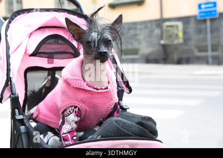 Un cane Crested cinese con un maglione rosa si siede in un passeggino in una strada di Stoccolma. Foto Stock