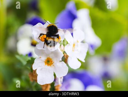 Le api si nutrono di fiori bianchi "Bacopa" nel giardino estivo. Insetto impollinatore con cesti di polline gialli sulle zampe posteriori che raccolgono nettare. Dublino, Irlanda Foto Stock
