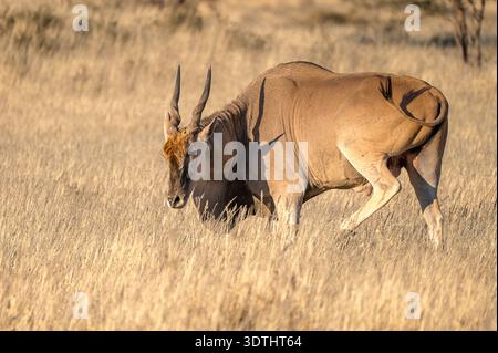 “Common Eland in un arido paesaggio africano”. Foto Stock