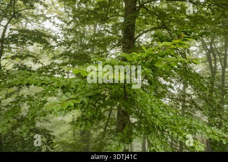 Primo piano di foglie verdi di faggio in una foresta di montagna nebbiosa Foto Stock