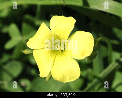 Bermuda butterCup (Oxalis pes-caprae) fiore giallo Foto Stock