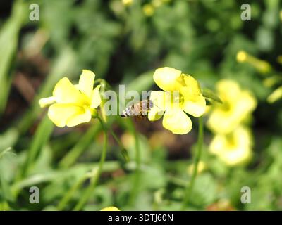 Api mellifere occidentali (Apis mellifera) che volano verso una tazza di Bermuda (Oxalis pes-caprae) Foto Stock