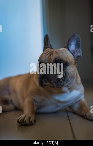 Tan e French Bulldog nero sono seduti su un pavimento piastrellato al coperto, che guarda fuori dalla cornice. La luce soffusa dei finestrini da sinistra definisce occhi, museruola ruvida e su Foto Stock