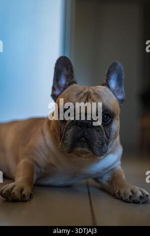 Il Bulldog francese Fawn giace su pavimenti piastrellati in interni, guarda la fotocamera con orecchie erette e occhi ben deposti, la porta si illumina dolcemente, il bordo blu fresco, poco profondo Foto Stock