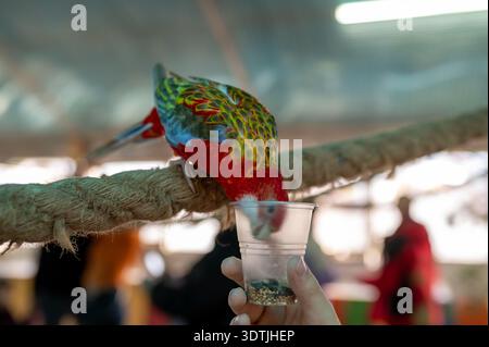 Un primo piano di alta qualità di un vivace pappagallo orientale con piumaggio rosso, giallo e blu seduto su una spessa corda decorativa. L'uccello è raggiungibile Foto Stock