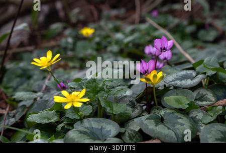 Fiori d'inverno giallo aconite e rosa ciclamini nella foresta primaverile Foto Stock