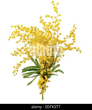 Mazzo di fiori dell'albero di Mimosa isolato su sfondo bianco Foto Stock
