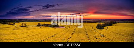 Uno splendido paesaggio panoramico mostra ampi campi gialli di colza (canola) immersi nella calda e suggestiva luce del tramonto o del sole Foto Stock