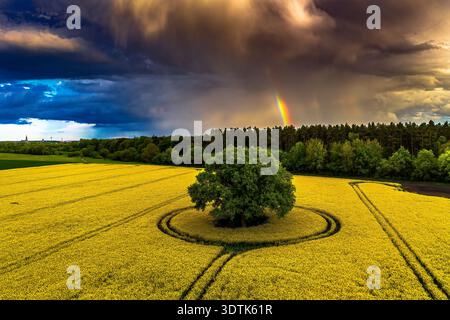 Una prospettiva aerea cattura una scena mozzafiato a Wackerow, in Germania, mostrando un vibrante campo di colza giallo in piena fioritura sotto un drammatico, S. Foto Stock