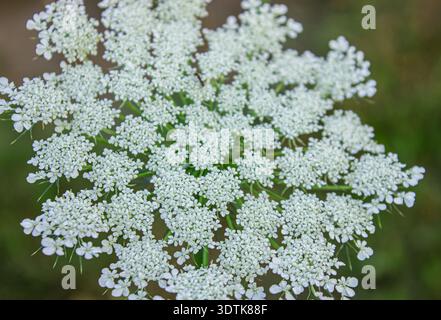 Fioritura completa della carota di Daucus - nomi comuni sono carote selvatiche, carote selvatiche europee, nido di uccelli, pizzo vescovile, pianta di stuzzicadenti e pizzo della regina Anna. N Foto Stock