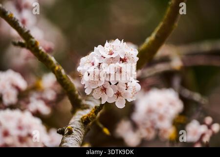 Una fotografia ravvicinata cattura un gruppo di piccoli fiori bianchi con deboli centri rosa e anatre gialle, che appaiono su un ramo di albero muschiato. Il ba Foto Stock
