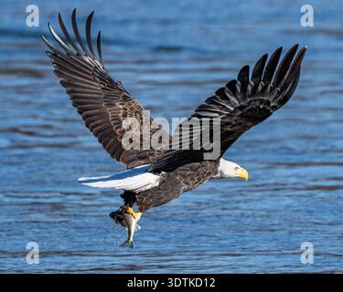 Caccia all'aquila calva e volo da vicino - primo piano d'acqua dell'Haliaeetus leucocephalus americano - si innalza alla diga di Conowingo sul fiume Susquehanna, Stati Uniti Foto Stock
