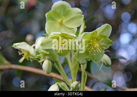 Green Helleborus argutifolius, l'holly Leaved hellebore, o Crican hellebore in fiore. Foto Stock