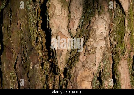 Uno scatto ravvicinato ad alta risoluzione di corteccia d'albero, che mostra la sua superficie robusta e ruvida. La corteccia presenta sfumature di marrone e abbronzatura, con macchie di vib Foto Stock