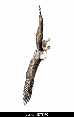 Calvo Eagle che si tuffa sullo sfondo bianco che vola da vicino - primo piano dell'American Haliaeetus leucocephalus che si innalza alla diga di Conowingo Foto Stock