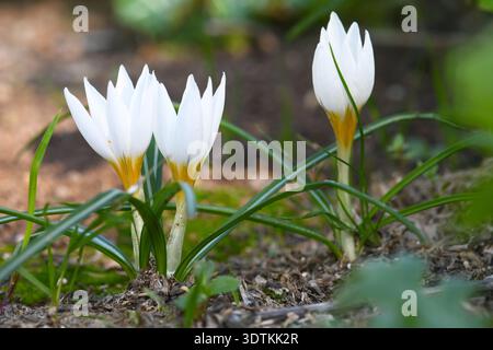 Zafferano invernale, fiori di Crocus Hyemalis Foto Stock
