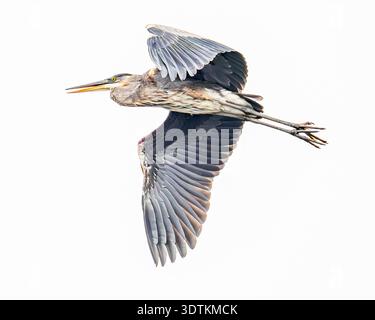 Grande airone blu in volo - Ardea herodias in volo sfondo cielo bianco Foto Stock