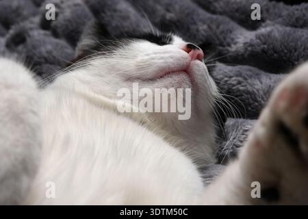 Primo piano di un viso e di un naso di gatto addormentato, con una morbida pelliccia e un'espressione rilassata su una coperta grigia Foto Stock
