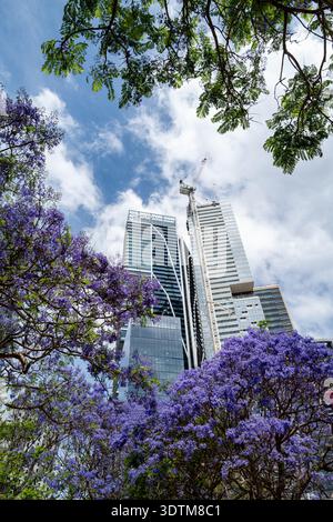 Prospettiva verticale dall'angolo basso che guarda in alto sulla tettoia di un albero di Jacaranda fiorito a Circular Quay, Sydney. Foto Stock