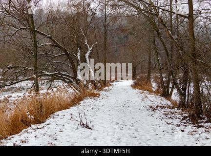 Una fotografia cattura un tranquillo sentiero della foresta ricoperto di neve bianca fresca, che si snoda tra torreggianti alberi ricoperti di gelo. Foto Stock