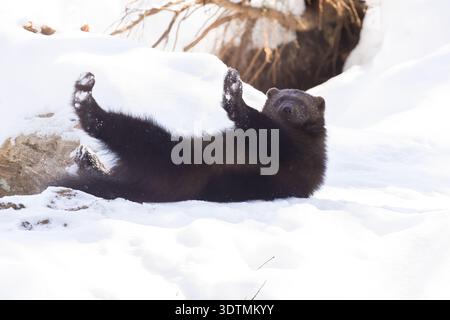 Il wolverine (Gulo gulo), chiamato anche carcajou o quickhatch in inverno Foto Stock