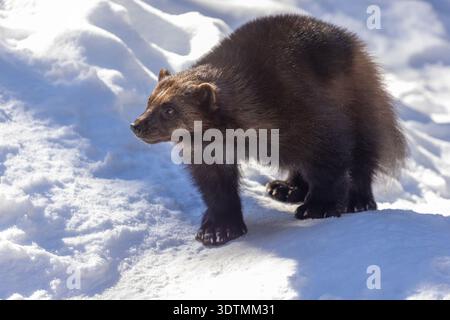Il wolverine (Gulo gulo), chiamato anche carcajou o quickhatch in inverno Foto Stock