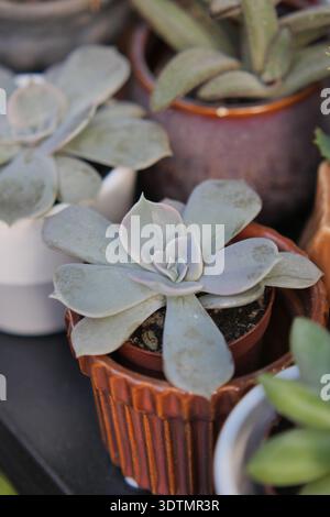 Piante succulente in piccoli vasi esposti alla luce del sole Foto Stock