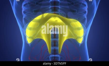 Illustrazione 3D concetto di anatomia diaframma del sistema respiratorio umano Foto Stock