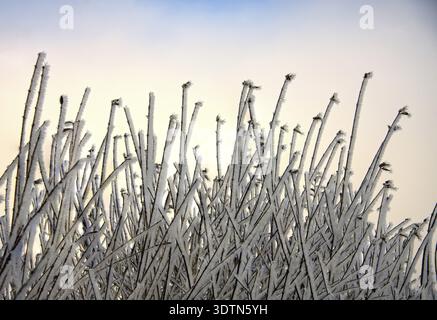 Primo piano di un terreno cespuglioso sotto umidità congelata contro il cielo blu Foto Stock