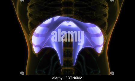 Illustrazione 3D concetto di anatomia diaframma del sistema respiratorio umano Foto Stock