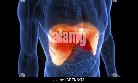 Illustrazione 3D concetto di anatomia diaframma del sistema respiratorio umano Foto Stock