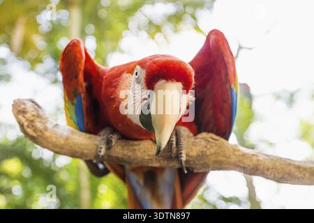 Guardando dritto Scarlett Macaw bird parrot con colore rosso in Macaw Mountain, Copan Ruinas, Honduras, America Centrale Foto Stock