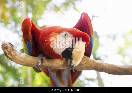 Scarlett Macaw bird parrot guardando curioso in Macaw Mountain, Copan Ruinas, Honduras, America Centrale Foto Stock