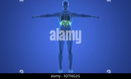 Illustrazione 3D concetto di anatomia diaframma del sistema respiratorio umano Foto Stock