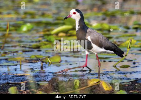 Lapwing (Vanellus crassirostris), uccello sulla riva, palude Mabamba, lago Victoria, Uganda Foto Stock