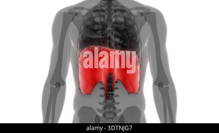Illustrazione 3D concetto di anatomia diaframma del sistema respiratorio umano Foto Stock