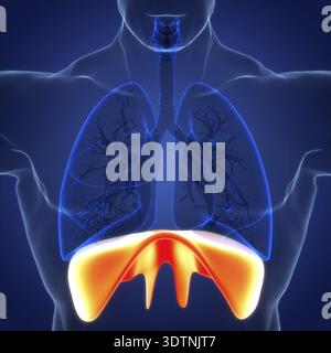 Illustrazione 3D concetto di anatomia diaframma del sistema respiratorio umano Foto Stock
