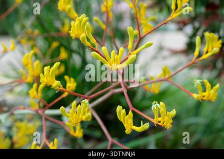 Anigozanthos flavidus gemma gialla, canguro rosso giallo Paw, giallo, tubolare, fiori fuzzy su steli di colore rosso, Foto Stock