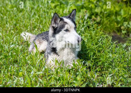 Il cane Husky giace nell'erba verde. Estate. Foto Stock