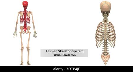 Concetto di illustrazione 3D dell'anatomia assiale dello scheletro del sistema di scheletro umano Foto Stock