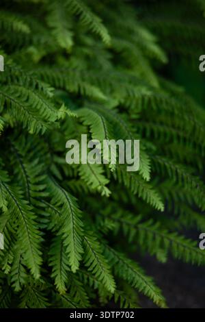 Adiantum aleuticum (felce di maidenhair occidentale) primo piano di delicate fronde verdi a ventaglio Foto Stock