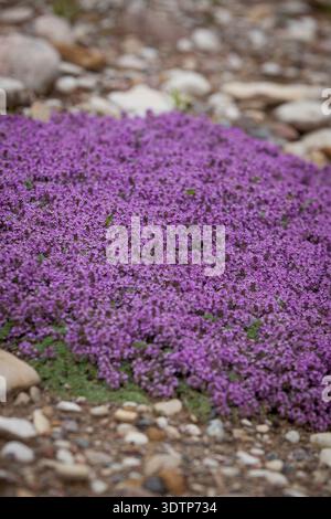 Timo spp. (Timo) - timo basso, a forma di tappetino, con numerosi piccoli fiori viola che fioriscono su terreni rocciosi e ben drenati in un habitat asciutto e aperto. Foto Stock