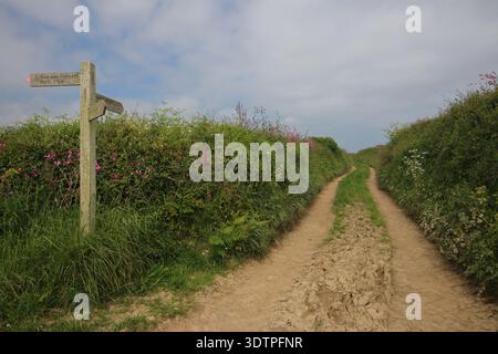 Un sentiero rurale e una pista per contadini fiancheggiata da fiori selvatici rosa conducono verso Porth Farm House a Bohortha, Roseland Peninsula, Cornovaglia, Regno Unito. Foto Stock