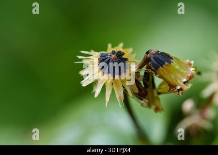 Testa di fiore di semi secchi su sfondo verde Foto Stock