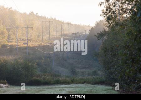 Un alce toro appare lungo una linea elettrica tagliata nelle White Mountains Foto Stock