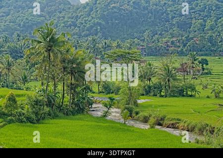 Ecosistema fluviale incontaminato a Wado, Sumedang. Mette in evidenza la conservazione dell'acqua e la biodiversità tropicale a Giava Occidentale, Indonesia. Foto Stock