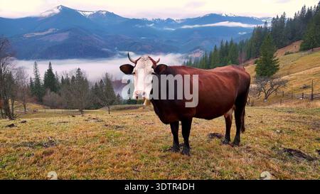 Mucca in piedi nel pascolo di montagna con la nebbia. Mucca bruna con faccia bianca e campana si erge su una collina erbosa, con foreste di pini, valle nebbiosa e innevata Foto Stock