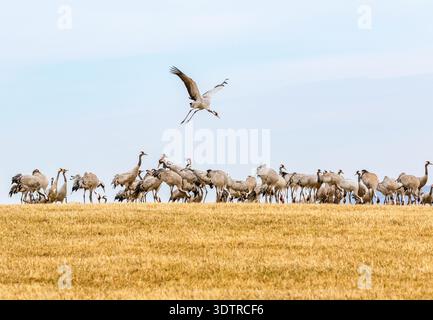 Gru che sorvola un gregge su un campo Foto Stock