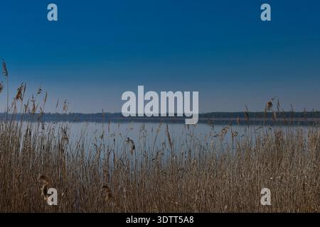 Mistica alba dorata con nebbia pesante sul ponte Heuweg nella foresta fluviale di Lipsia, Sassonia, Germania Foto Stock