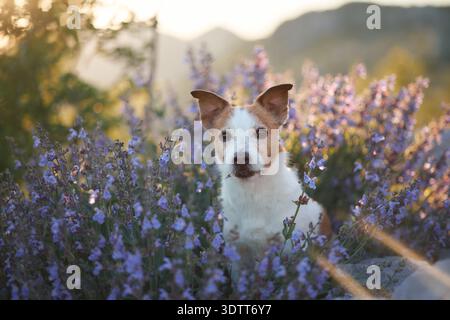 Un terrier guarda direttamente nella fotocamera mentre sei seduto su cespugli viola in fiore. La calda luce serale e le colline sullo sfondo creano un'atmosfera accogliente. Foto Stock